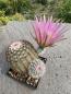 Preview: Echinocereus pectinatus